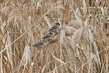 Sparrows resting. It is omnivorous and eats poaceae seeds and insects, and has a habit of moving in groups. A gait that moves while jumping is called hopping.