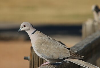 pigeon in the city