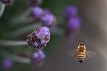 Bee and Lavender