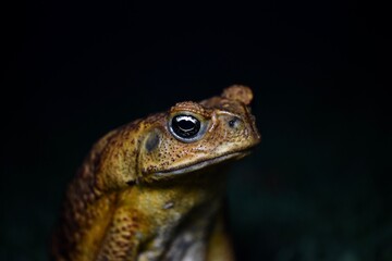Toad Eyes