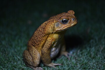 Toad
