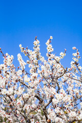 青空と白い梅の花	