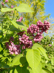 Obraz premium Budding Flowers