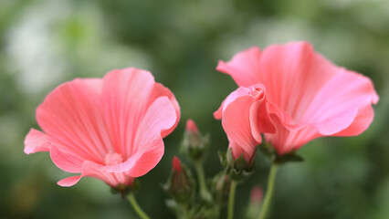 Closeup of beautiful coral flowers and buds of Lavatera trimestris. Annual mallow. Flower Lavatera trimestris in garden. Close up of Rose mallow. Malva trimestris. Flowers in bloom. Valentine's day