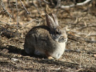 rabbit in the grass