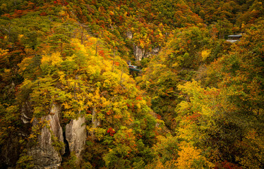 鳴子の紅葉と電車