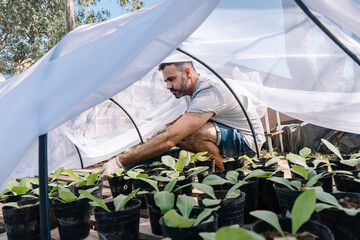 Scientist studying pollination of Nicotiana longiflora plants.