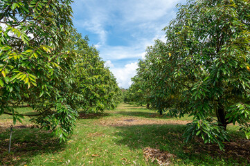 Fresh durian tree beautiful garden with nice sky, best quality product food in Chanthaburi, Thailand for export