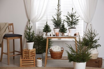 Potted fir trees and Christmas decorations on table near window in room. Stylish interior design
