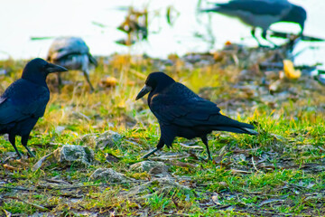 Closeup of a Carrion crow eating on the ground