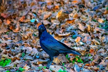 Closeup of a Carrion crow eating on the ground