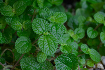 green vegetables are organic vegetables