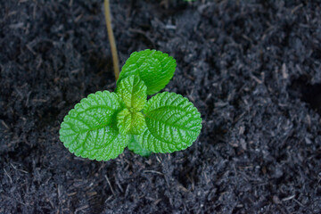 green vegetables are organic vegetables