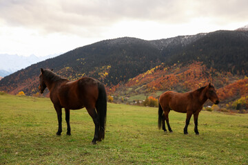 Brown horses in mountains on sunny day. Beautiful pets