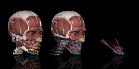 人体の頭部筋肉（顎舌骨筋）