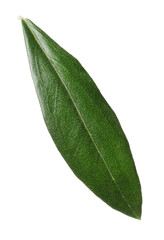 Fresh green olive leaf on white background