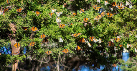 Monarch Butterfly California Coast