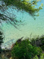 tree on the shore