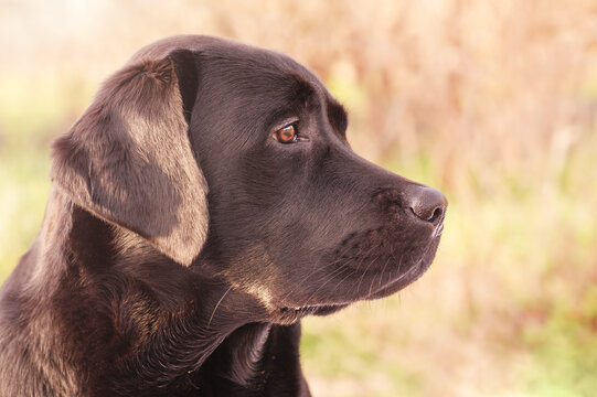 Labrador Retriever Profile Images Browse 12 157 Stock Photos