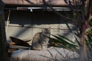 野良猫