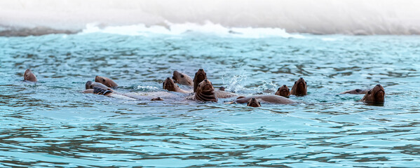 Fototapeta premium Rookery Steller sea lions. Island in Pacific Ocean near Kamchatka Peninsula.
