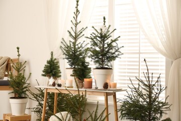 Potted fir trees and Christmas decorations on table near window in room. Stylish interior design