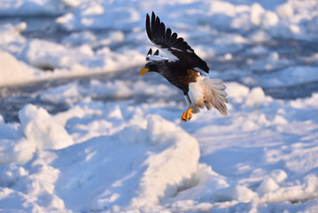 Bird watching with floating ices in winter