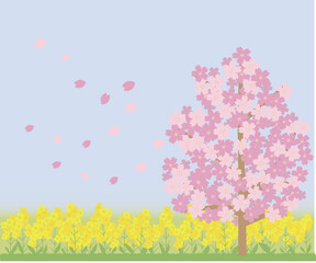 Obraz na płótnie Canvas 桜の木と菜の花畑