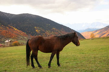 Fototapeta na wymiar Brown horse grazing on meadow in mountains outdoors. Beautiful pet