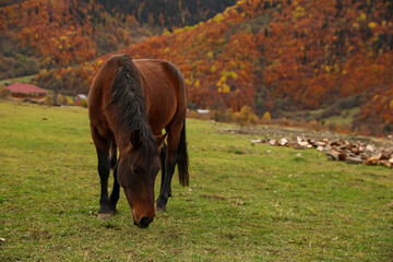 Brown horse grazing on meadow in mountains outdoors. Beautiful pet