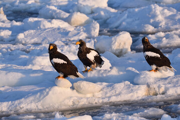 Bird watching with floating ices in winter