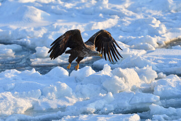 Bird watching with floating ices in winter