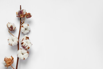 Dried cotton branch with fluffy flowers on white background, top view. Space for text