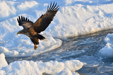 Bird watching with floating ices in winter