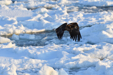 Bird watching with floating ices in winter