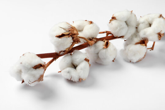 Dried cotton branch with fluffy flowers on white background, closeup