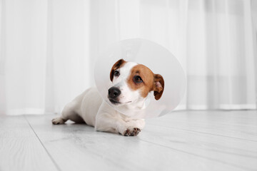 Cute Jack Russell Terrier dog wearing medical plastic collar on floor indoors