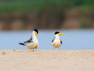Male and Female Large-billed Terns standing on river's sandbar in Pantanal, Brazil