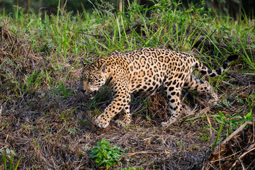 Naklejka na ściany i meble Wild Jaguar walking on river's precipice with tall grass in Pantanal, Brazil