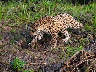 Wild Jaguar walking on river's precipice with tall grass  in Pantanal, Brazil