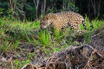 Wild Jaguar walking on river's precipice with tall grass  in Pantanal, Brazil