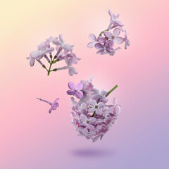 Beautiful lilac flowers falling on color background
