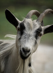 portrait of a goat