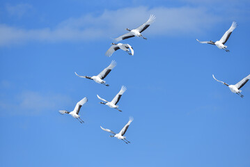 Bird watching, red-crowned crane, in
 winter