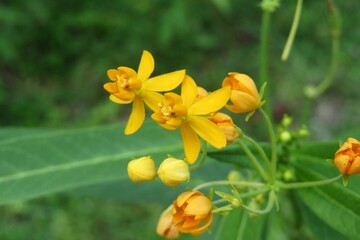 Yellow asclepias flower on natural green leaves background in Florida nature, closeup