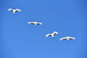 Bird watching, red-crowned crane, in
 winter