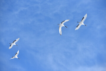 Bird watching, red-crowned crane, in
 winter