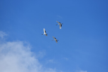 Bird watching, red-crowned crane, in
 winter