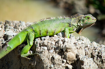 Lizard in nature