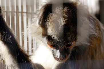 ブラッザグエノン